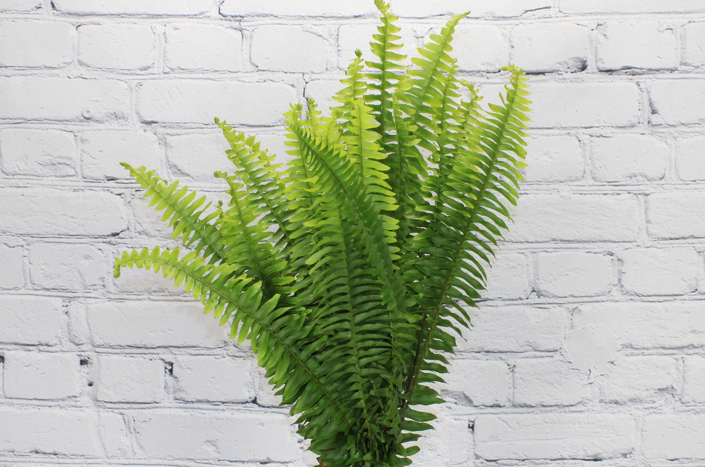 Fresh & Natural Sword Fern