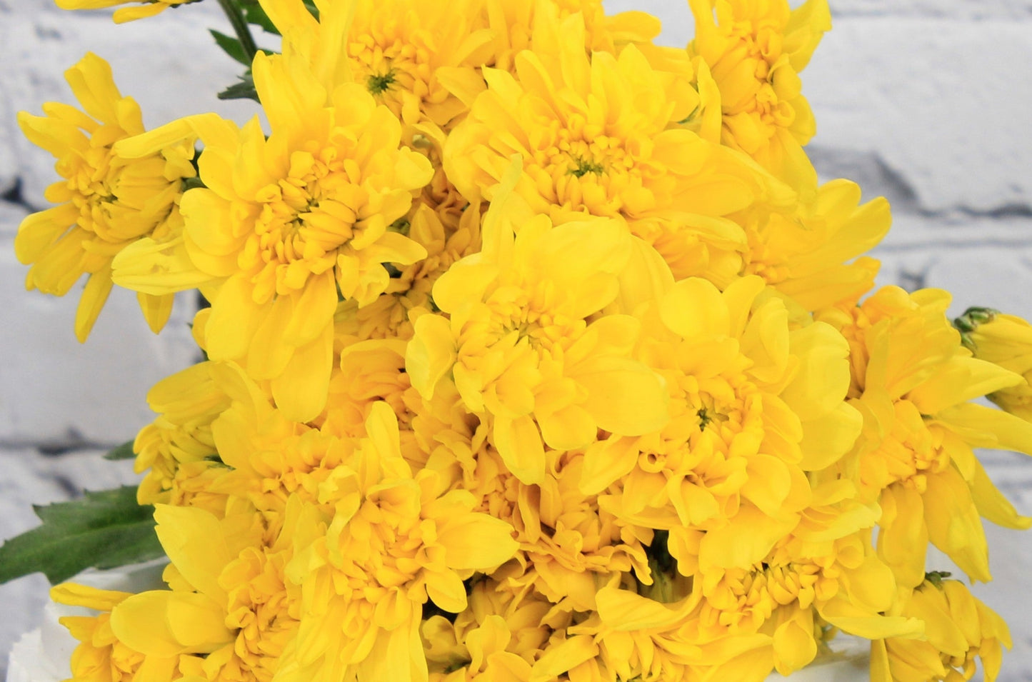Fresh & Natural Pompon Cushion - Yellow
