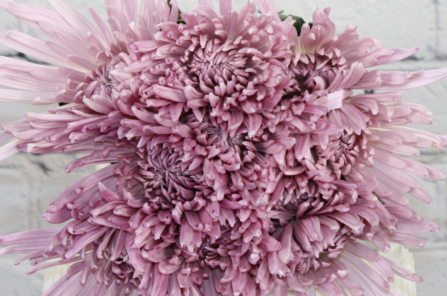 Fresh & Natural Spider Anastasia - Lavender