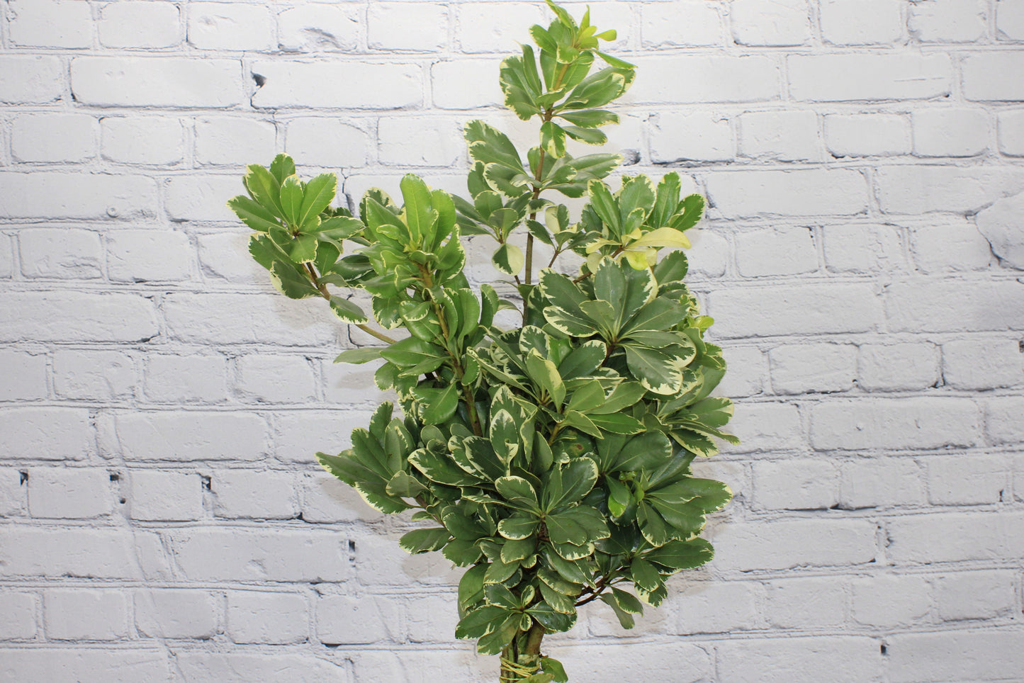 Fresh & Natural Pittosporum - Variegated
