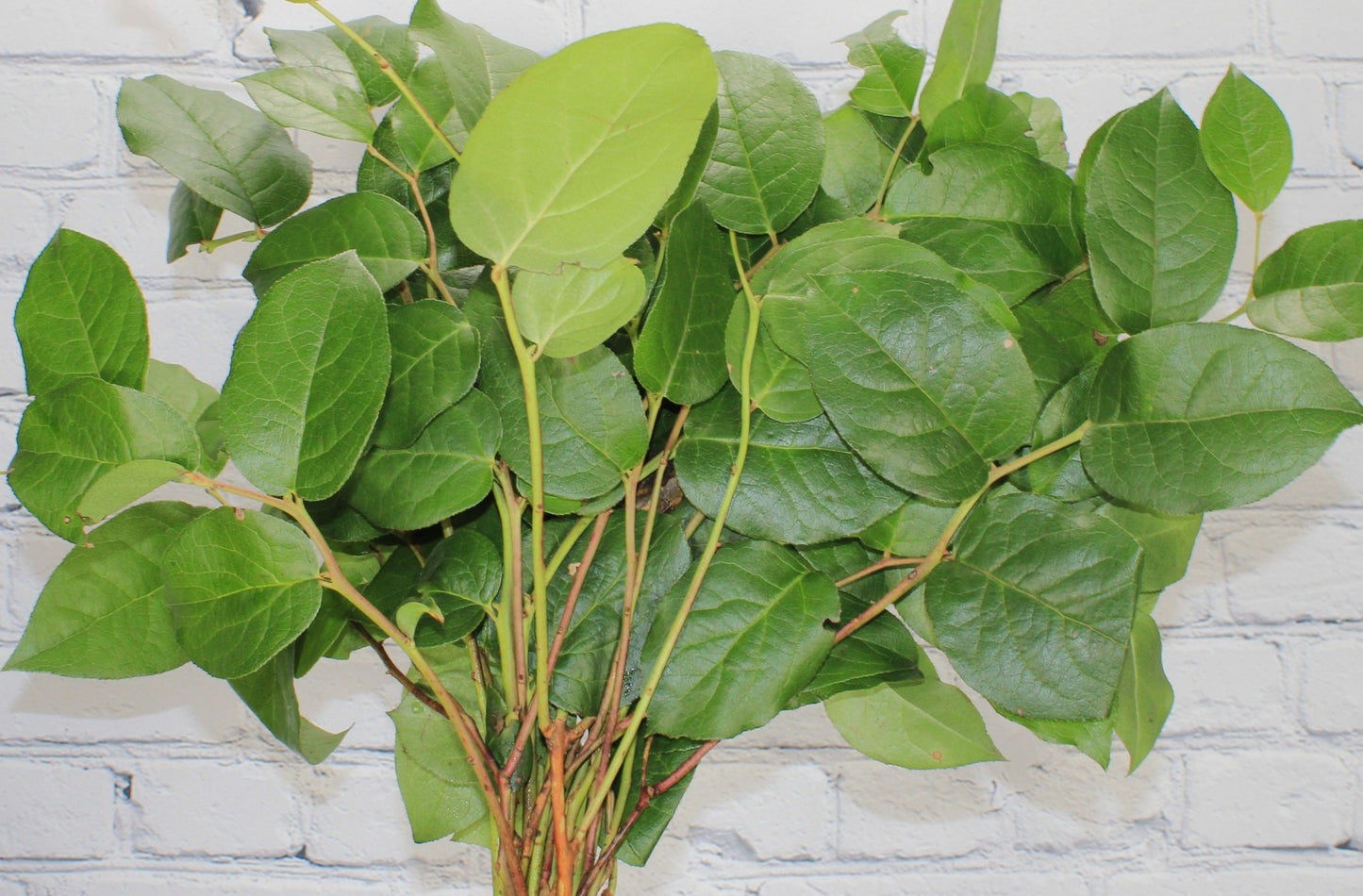 Fresco & Natural Salal Tips