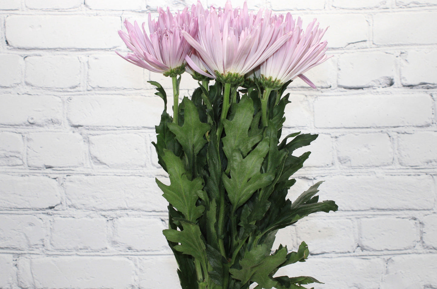 Fresh & Natural Spider Anastasia - Lavender