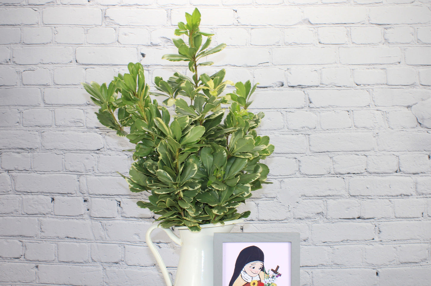 Fresh & Natural Pittosporum - Variegated