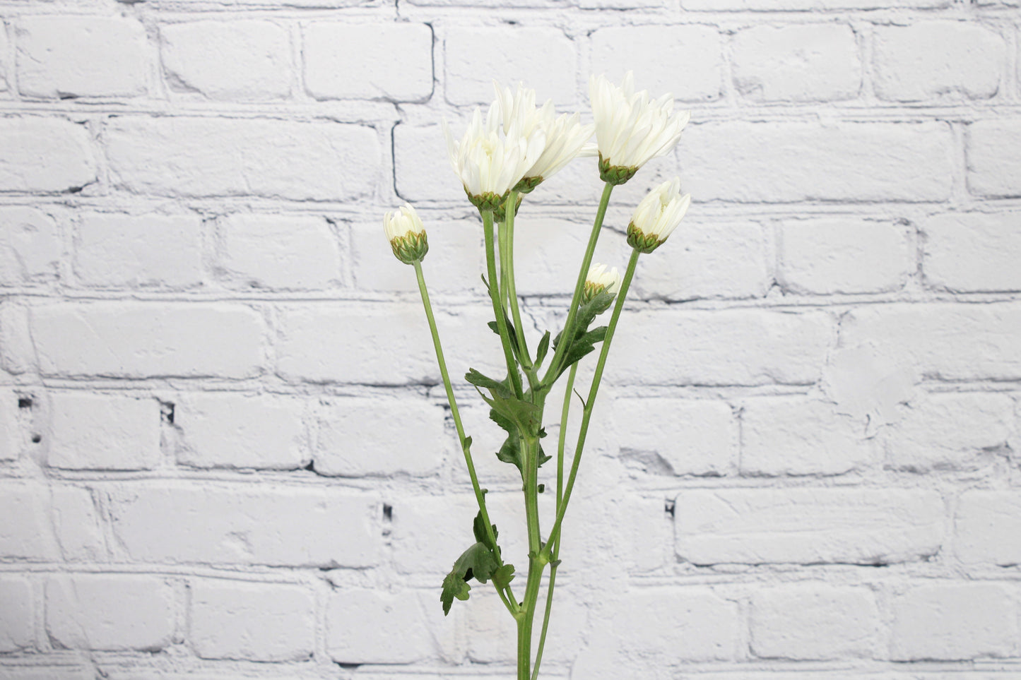 Fresh & Natural Pompon Cushion - White
