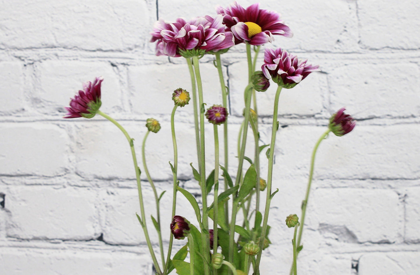 Fresco & Natural Pompón Daisy - Bicolor Morado Blanco