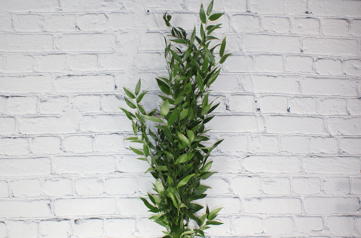 Fresh & Natural Italian Ruscus