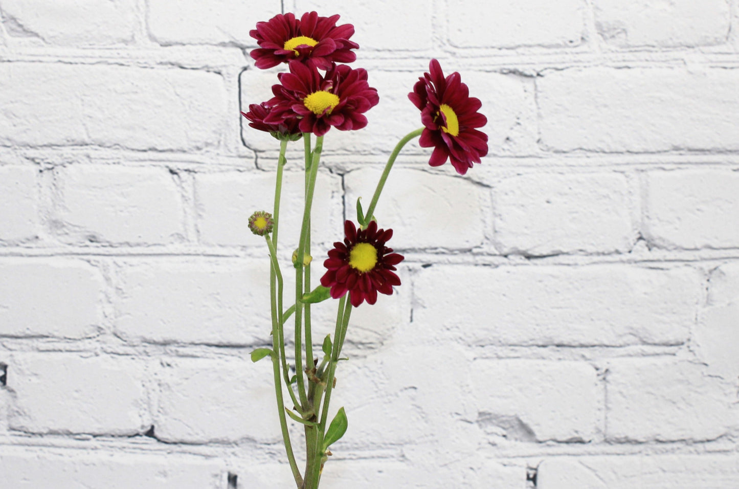 Fresh & Natural Pompon Daisy - Burgundy