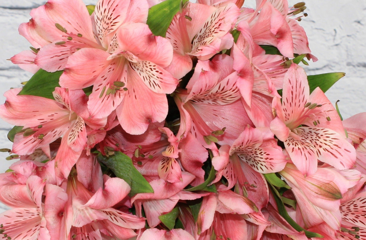Fresca & Natural Alstroemeria - Rosado Claro