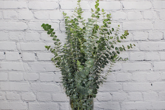 Fresco & Natural Eucalipto Baby Blue