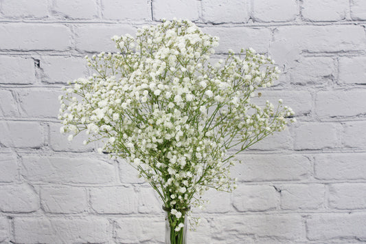 Fresh & Natural Gypsophila Excellence