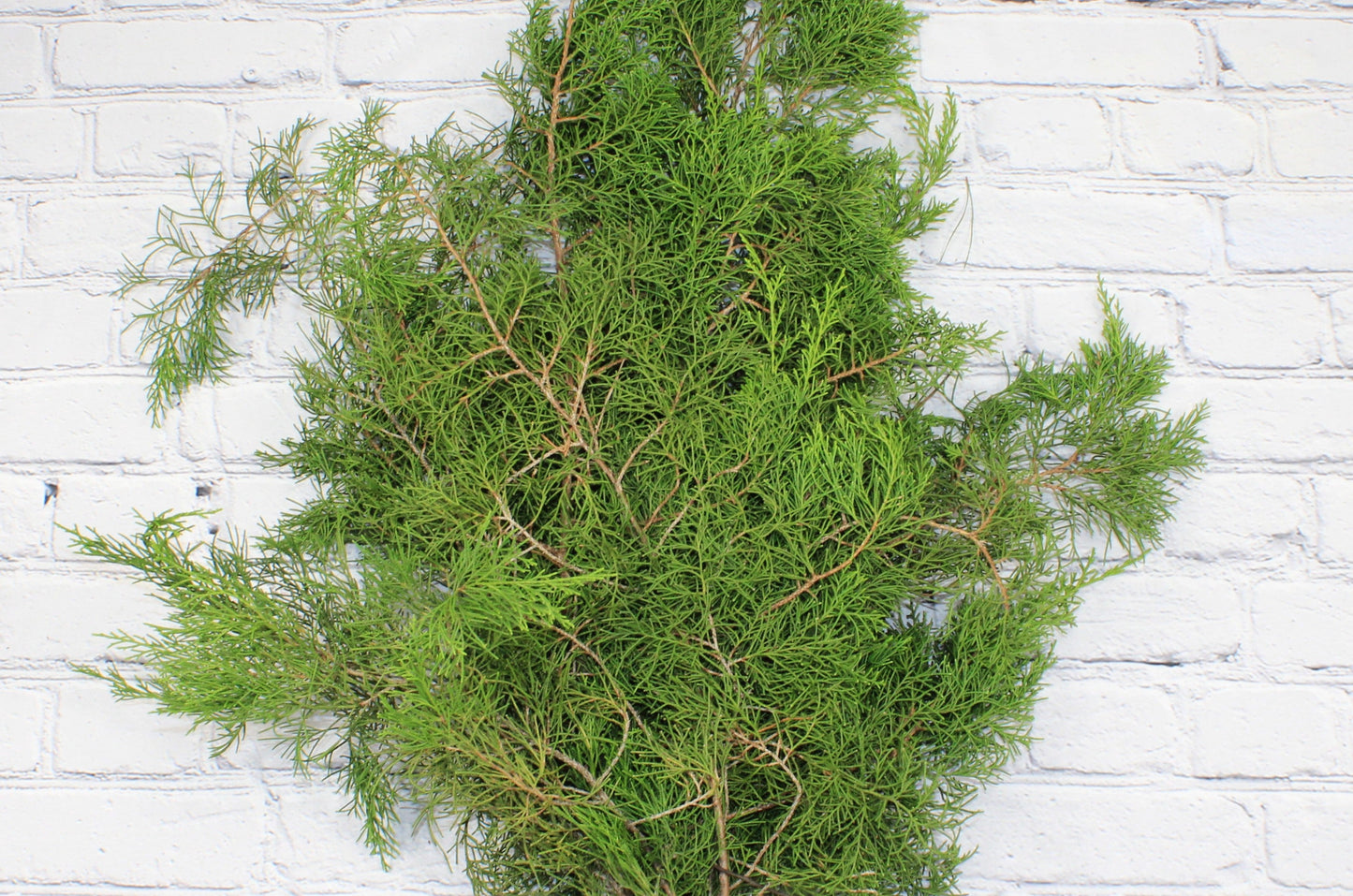 Fresh & Natural Blueberry Cedar