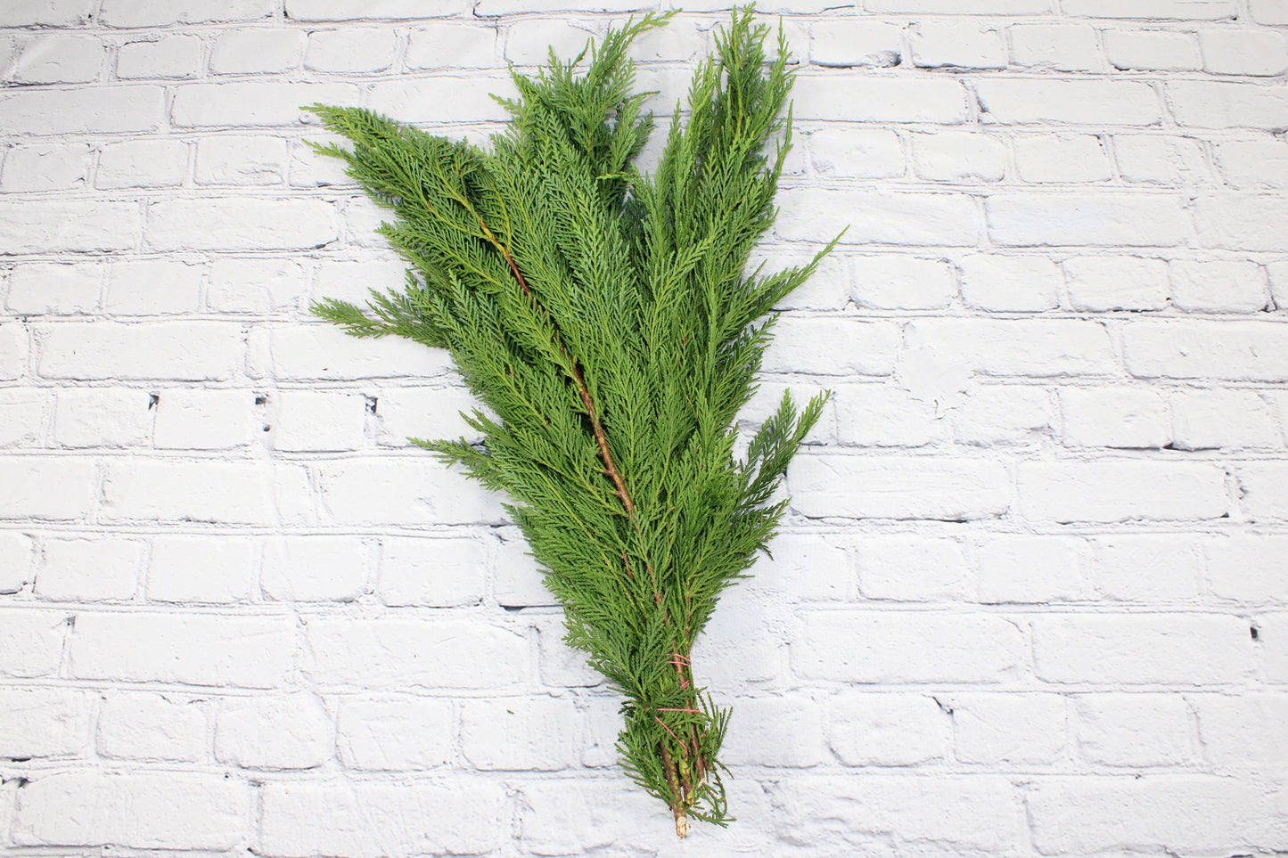 Fresh & Natural Leyland Cedar
