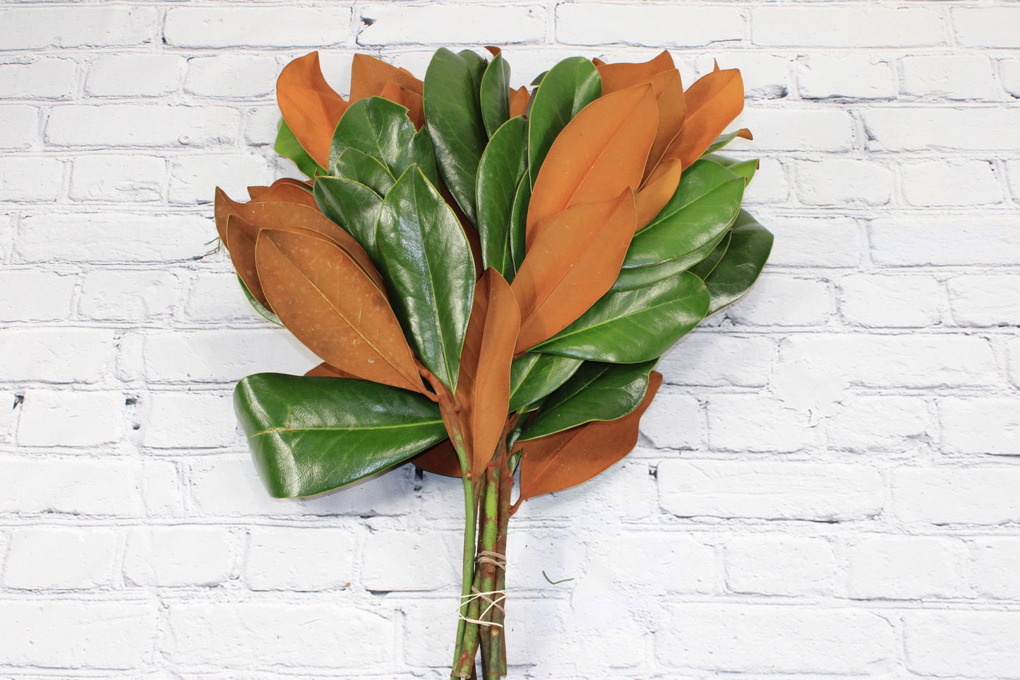 Fresh & Natural Magnolia Branches