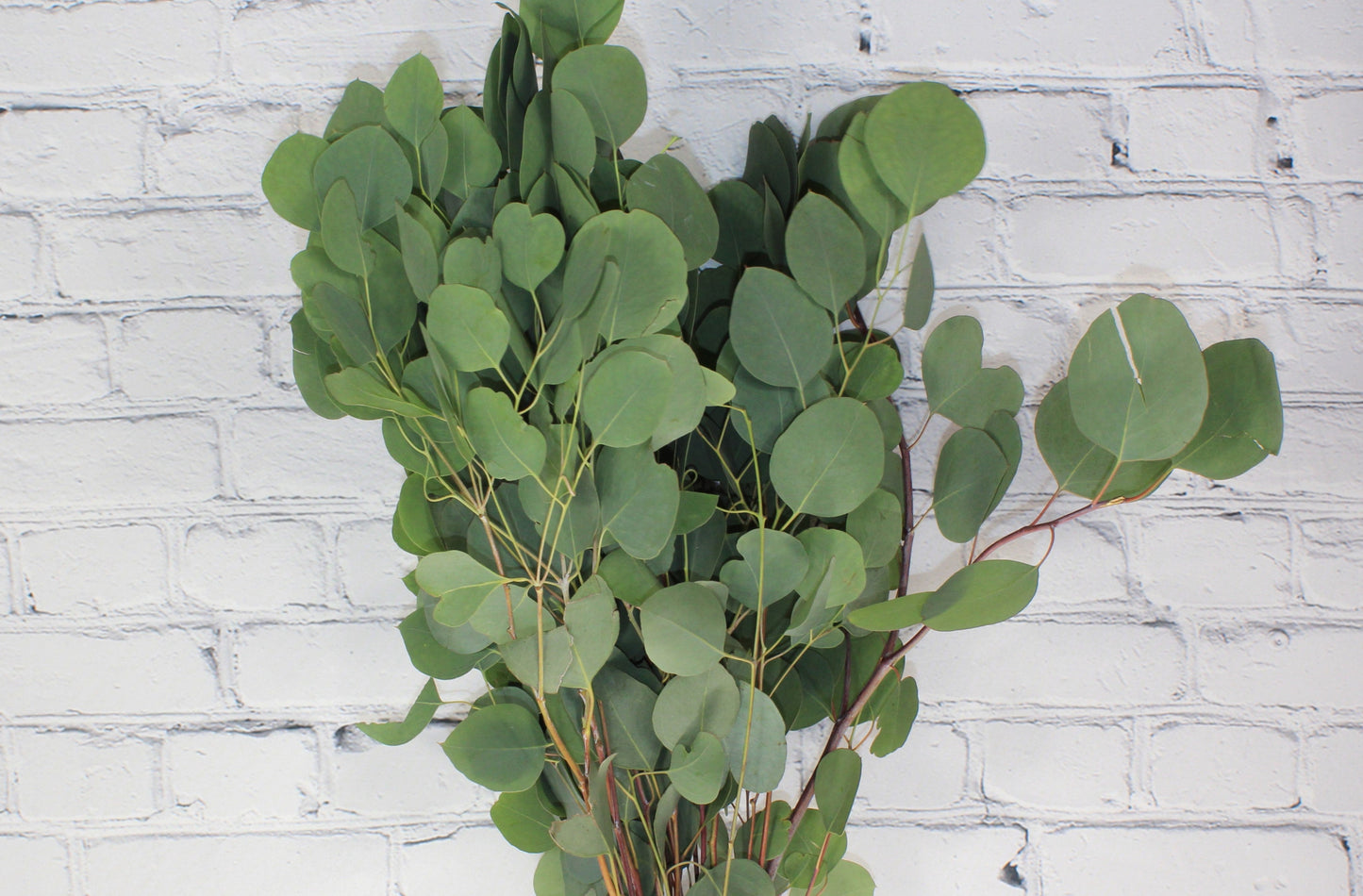 Fresh & Natural Silver Dollar Eucalyptus