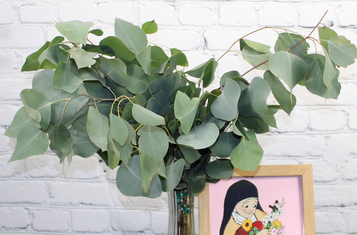 Fresh & Natural Silver Dollar Eucalyptus