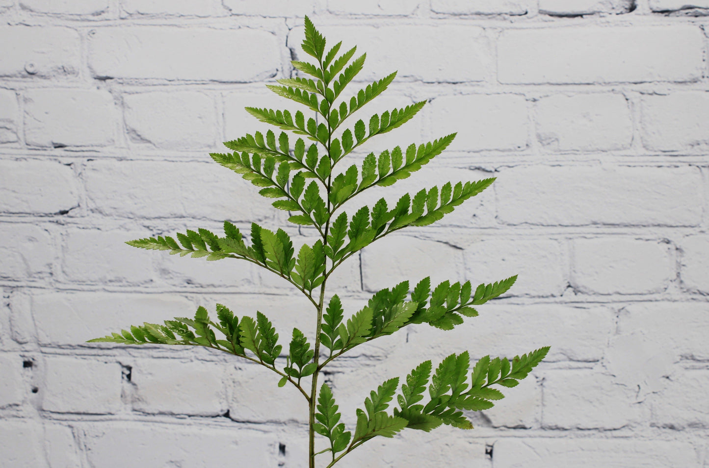 Fresh & Natural Leather Leaf