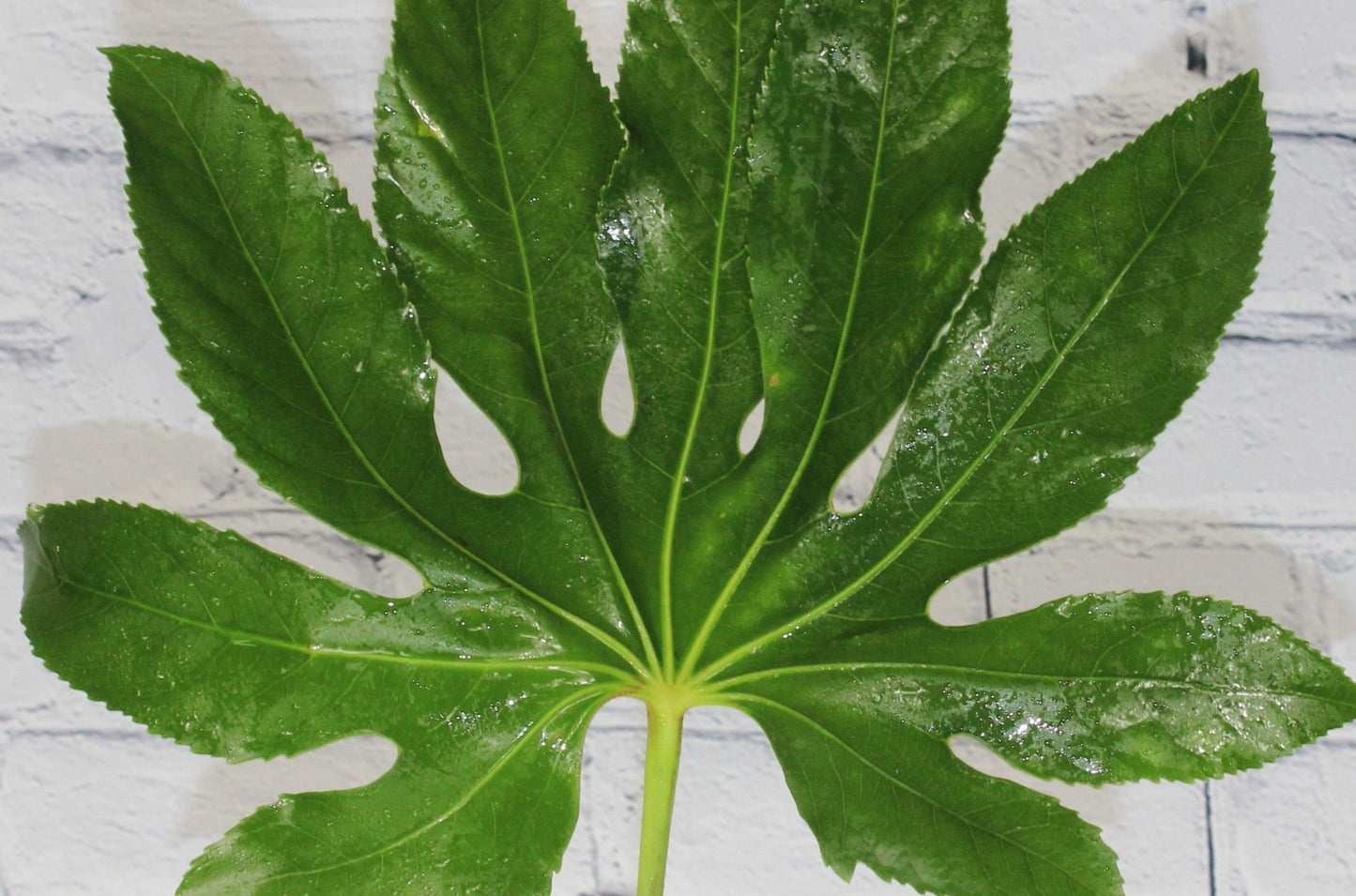 Fresh & Natural Aralia