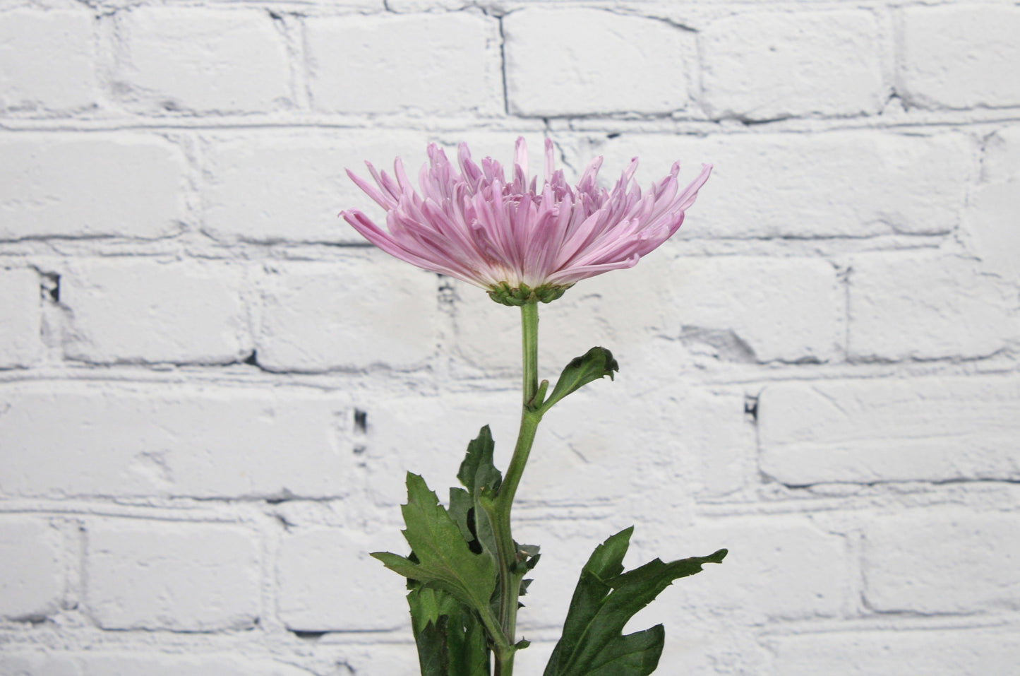 Fresh & Natural Spider Anastasia - Lavender