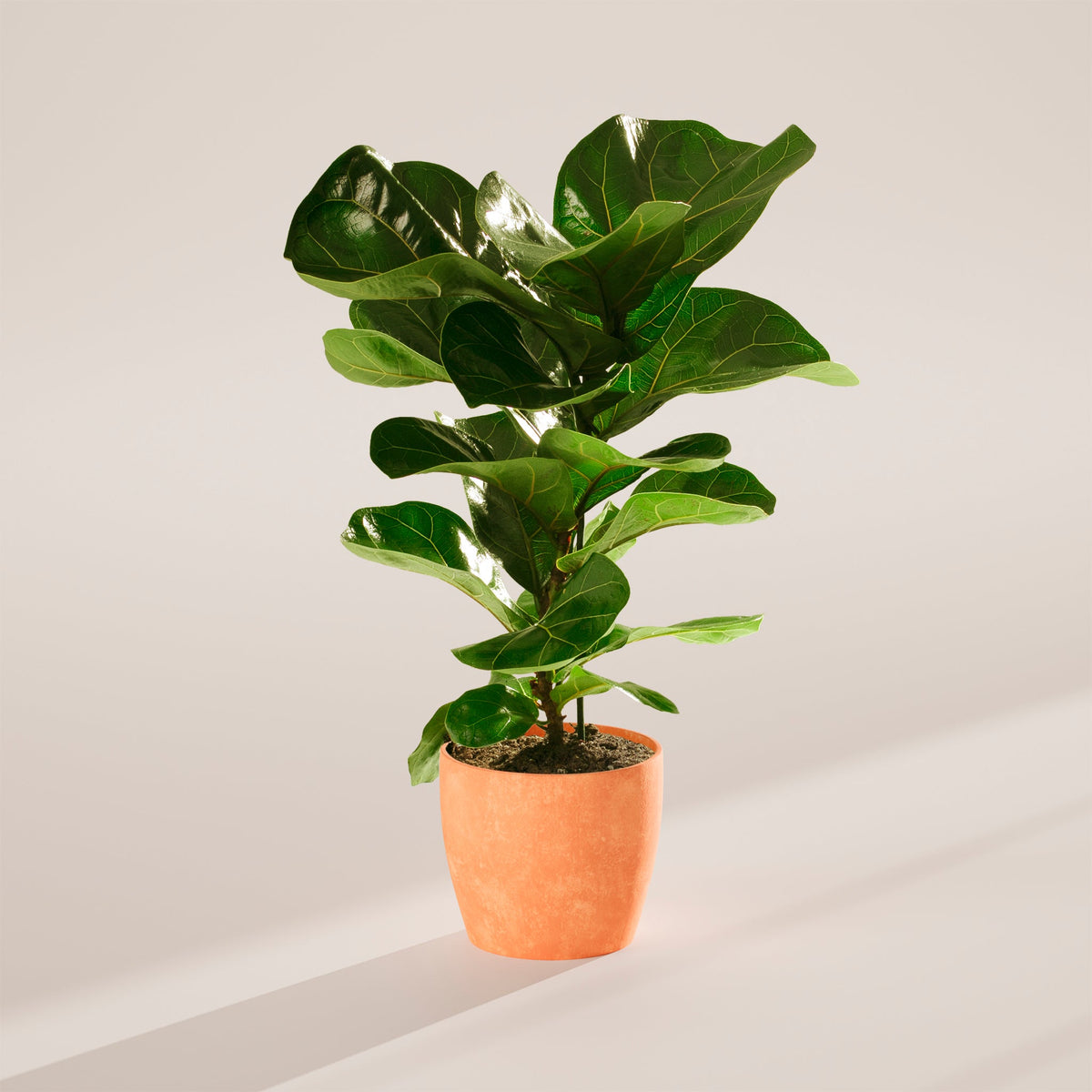 Fiddle Leaf Fig Tree (Ficus lyrata)