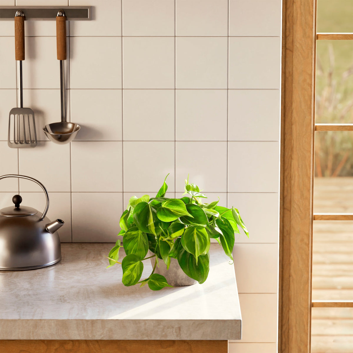 Philodendron Brasil