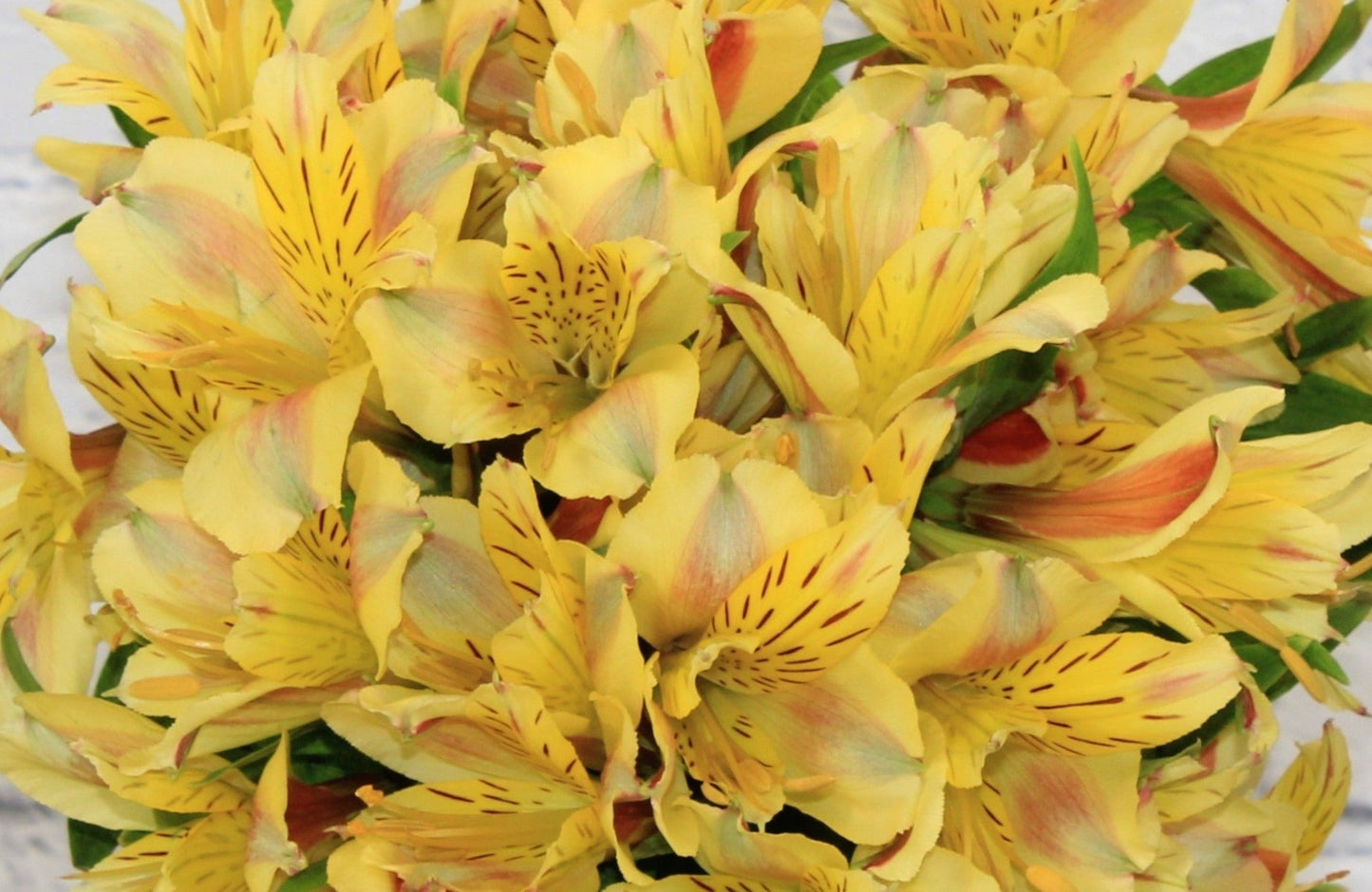 Fresh & Natural Alstroemeria - Yellow
