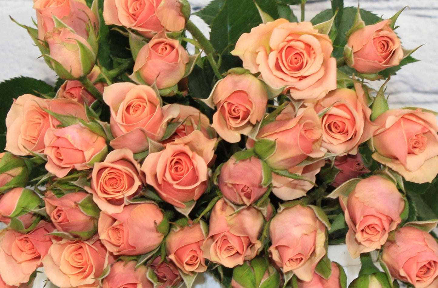 Fresh & Natural Spray Rose - Orange