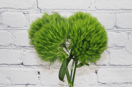 Fresh & Natural Dianthus Green Ball