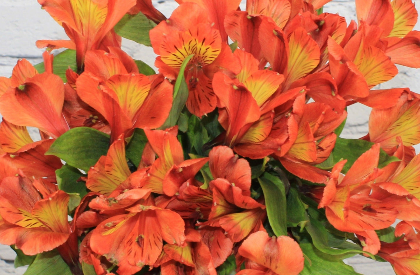 Fresh & Natural Alstroemeria - Orange