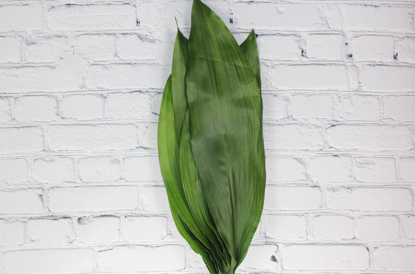 Fresh & Natural Aspidistra - Green