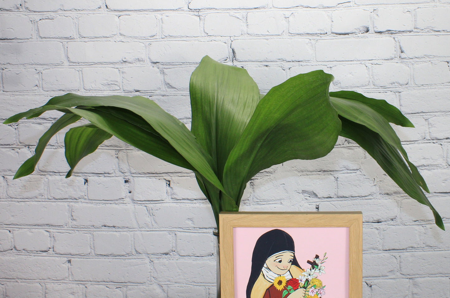 Fresh & Natural Aspidistra - Green