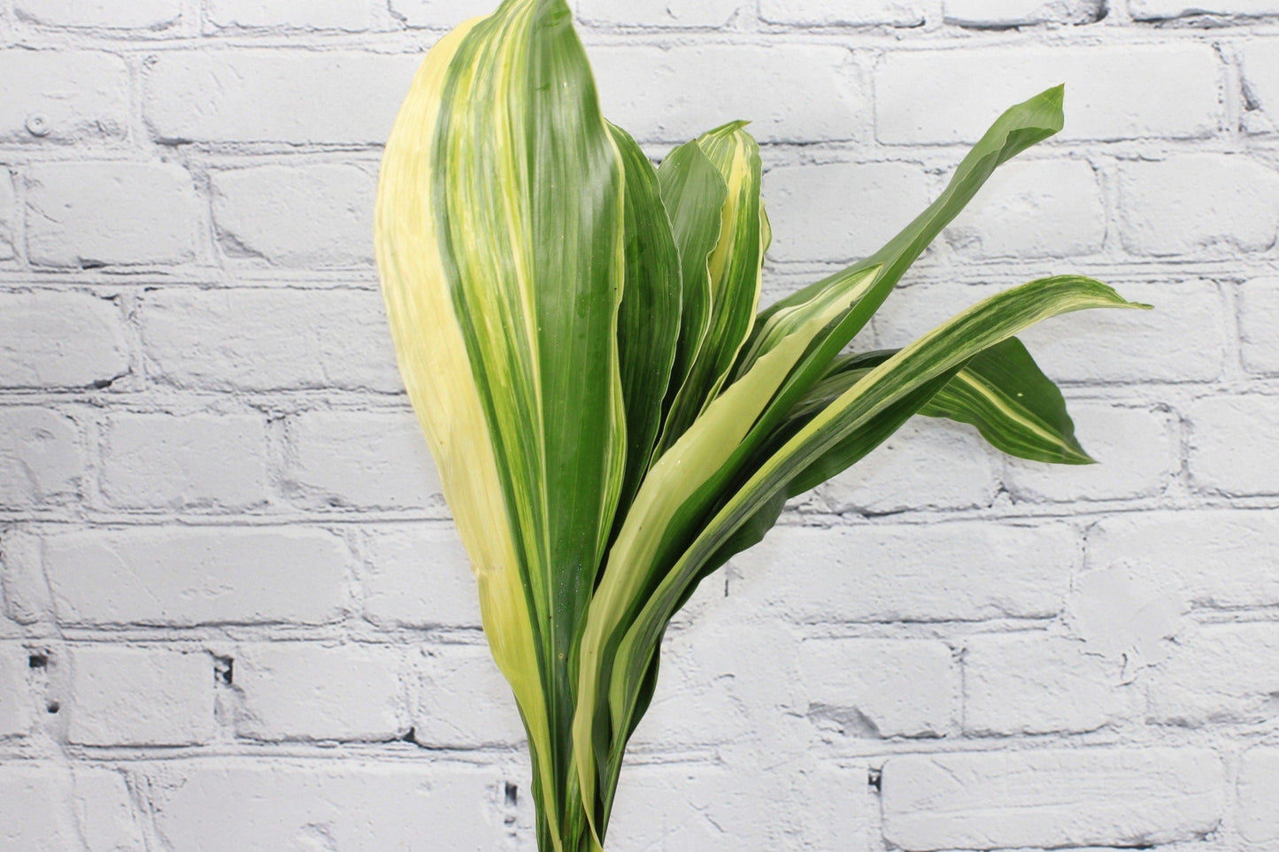 Fresca & Natural Aspidistra - Variegado