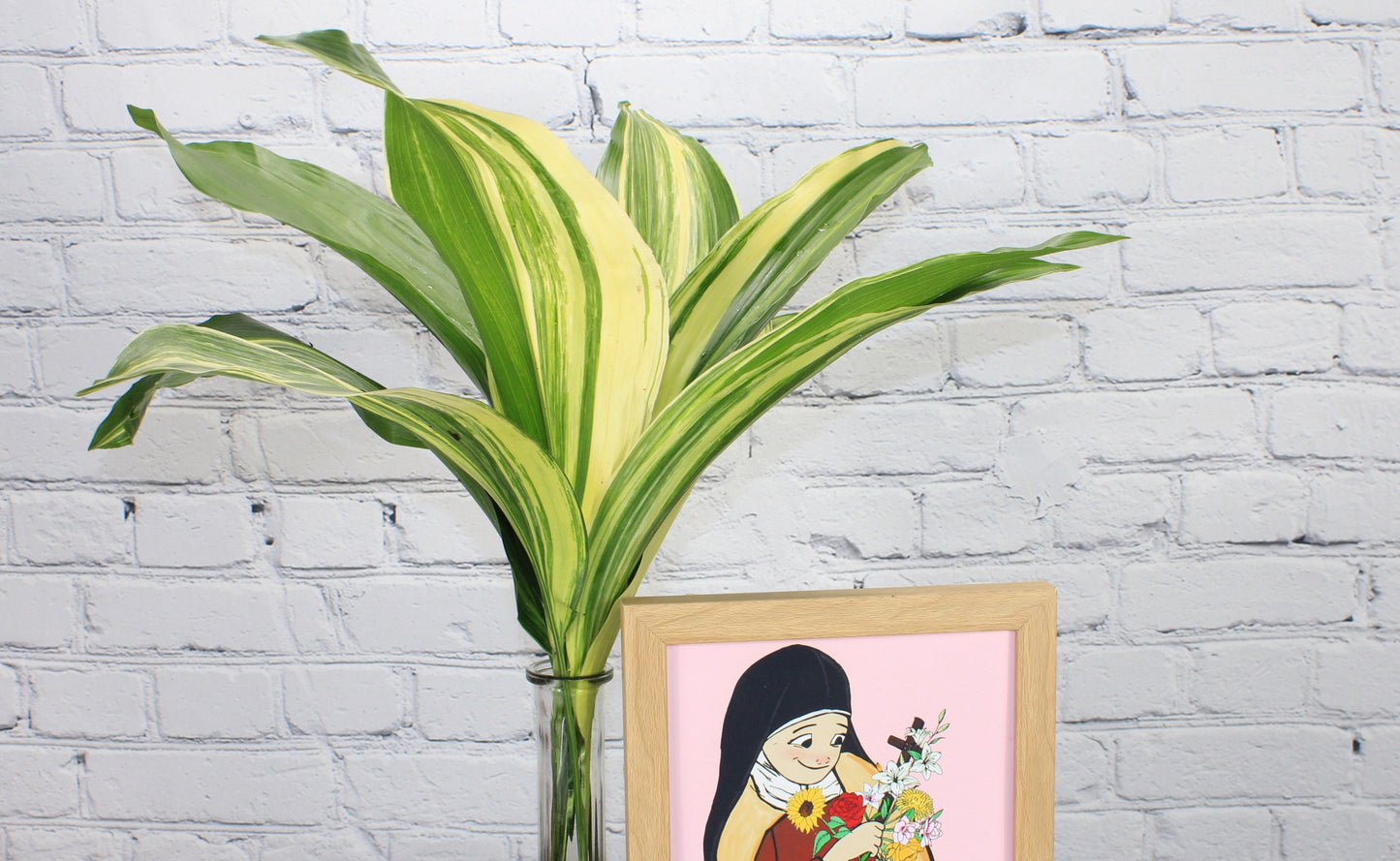 Fresca & Natural Aspidistra - Variegado