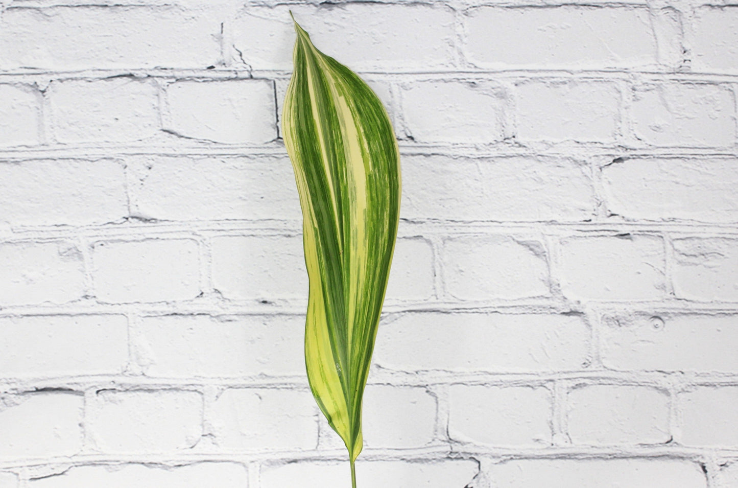 Fresca & Natural Aspidistra - Variegado
