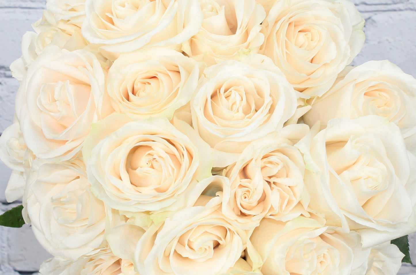 Fresh & Natural Rose - Vendela Ivory