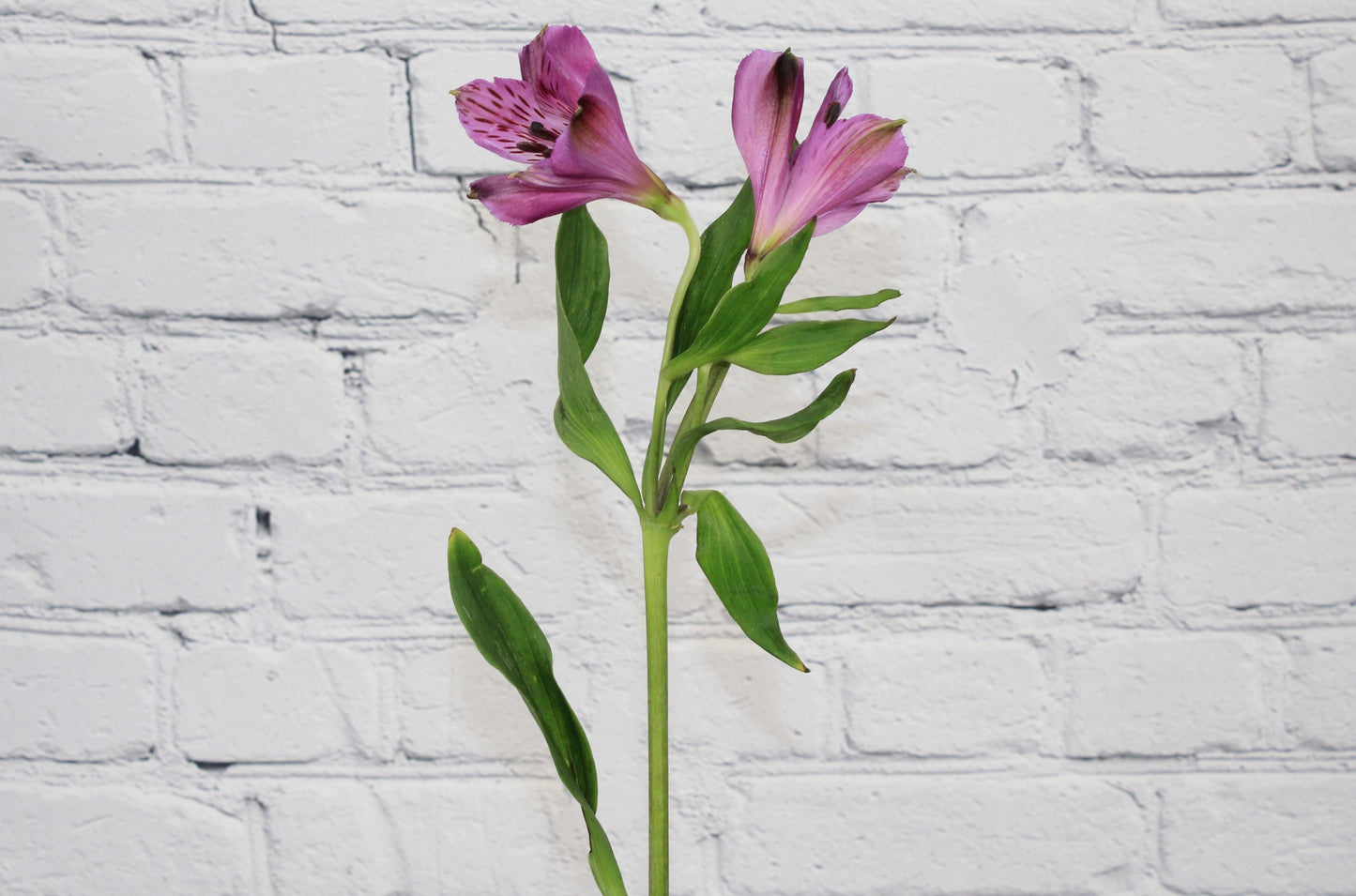 Fresca & Natural Alstroemeria - Morado
