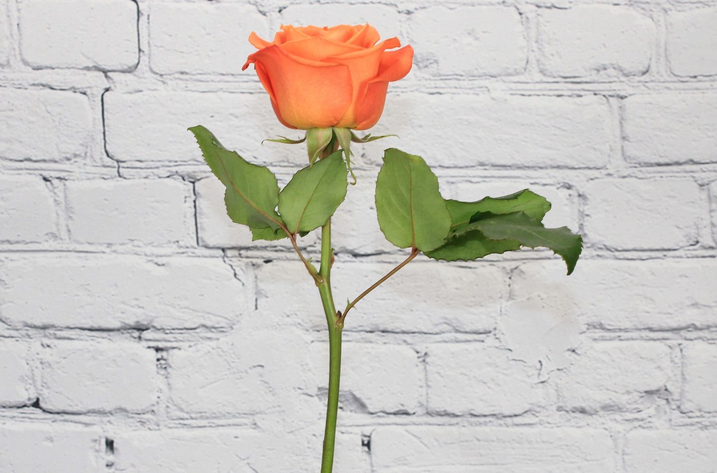 Fresh & Natural Rose - Orange