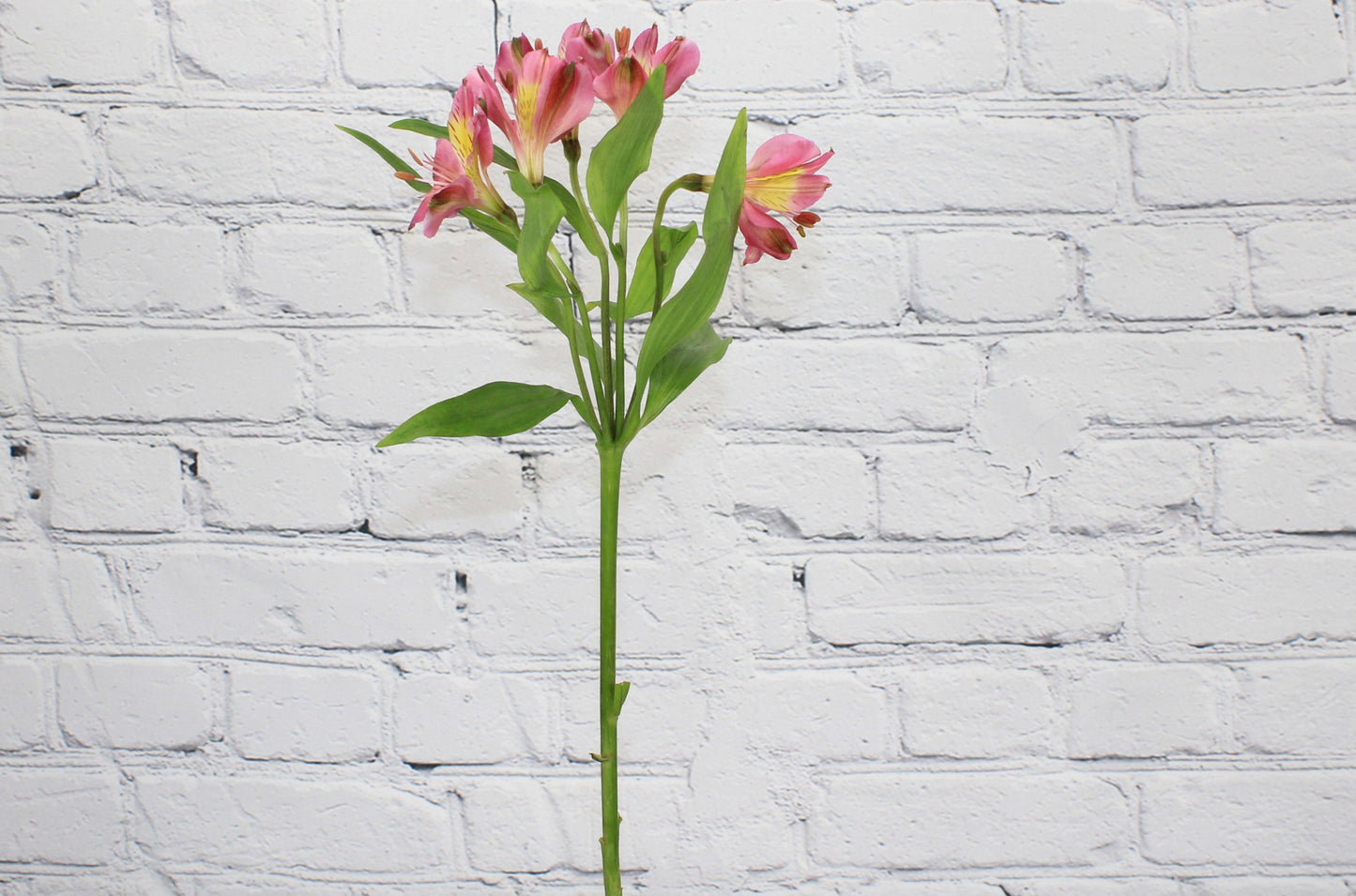 Fresh & Natural Alstroemeria - Pink