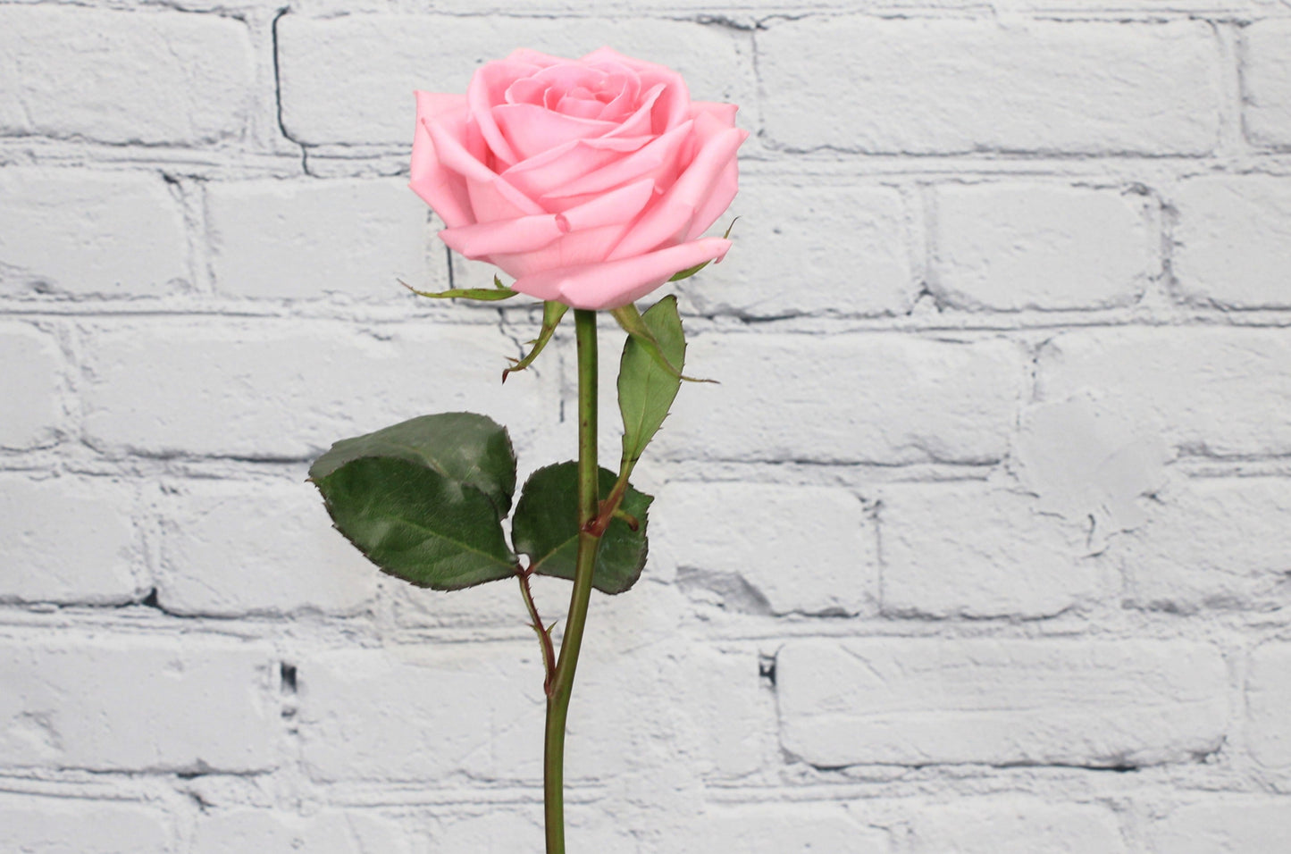 Fresca & Natural Rosa - Rosado