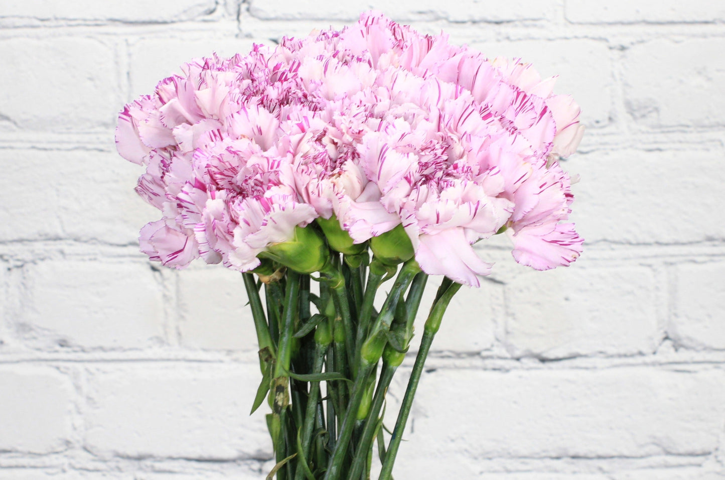 Freco & Natural Clavel - Bicolor Morado