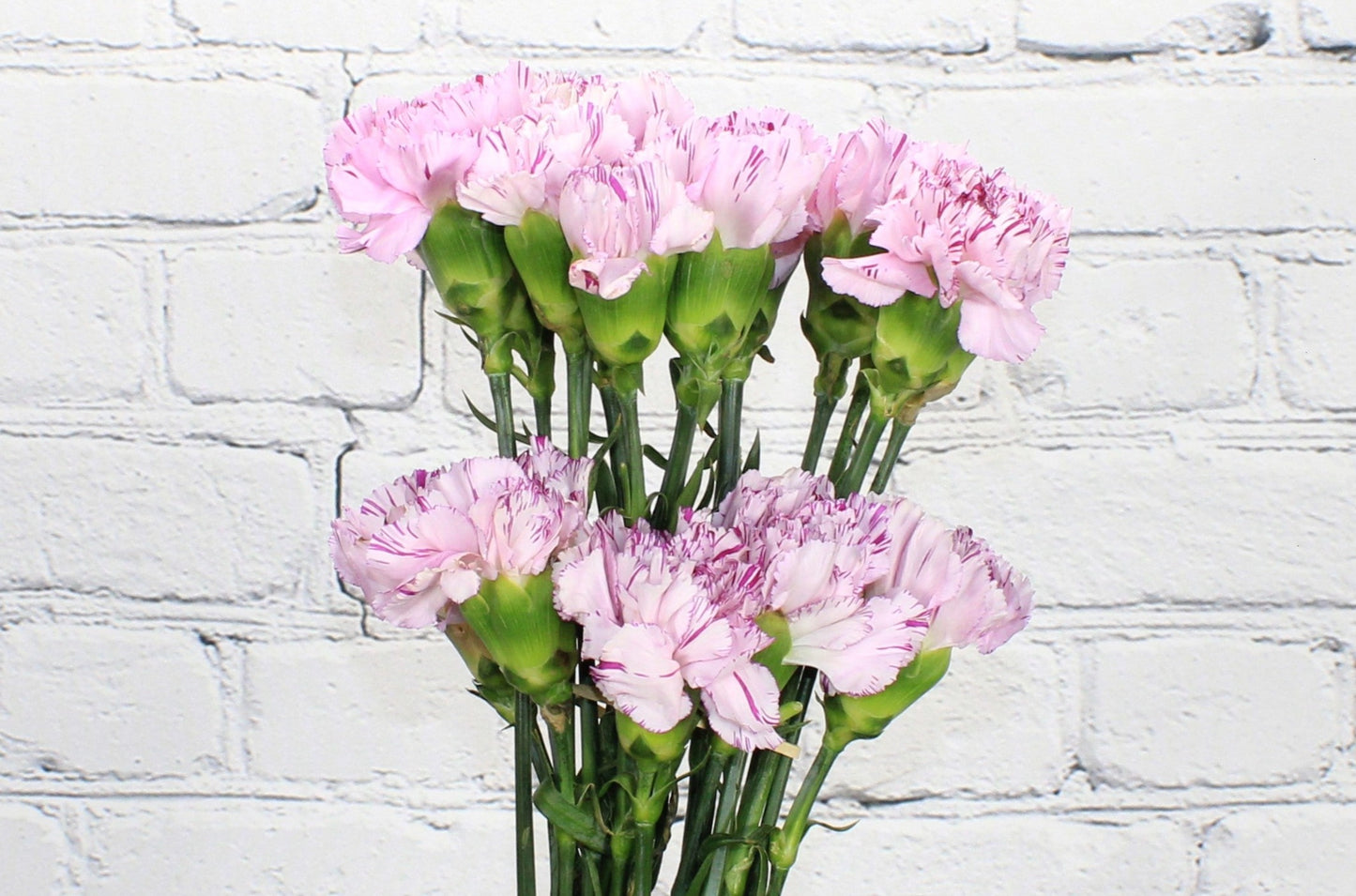 Freco & Natural Clavel - Bicolor Morado