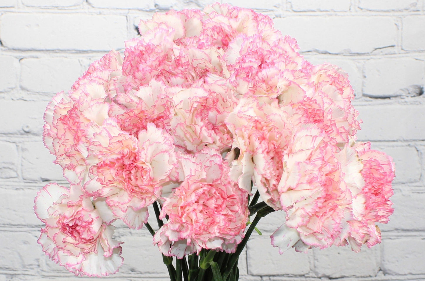 Fresh & Natural Carnations - White Pink Bicolor