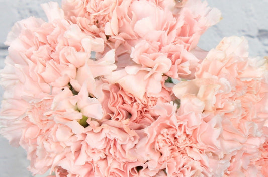 Fresh & Natural Carnations - Light Pink