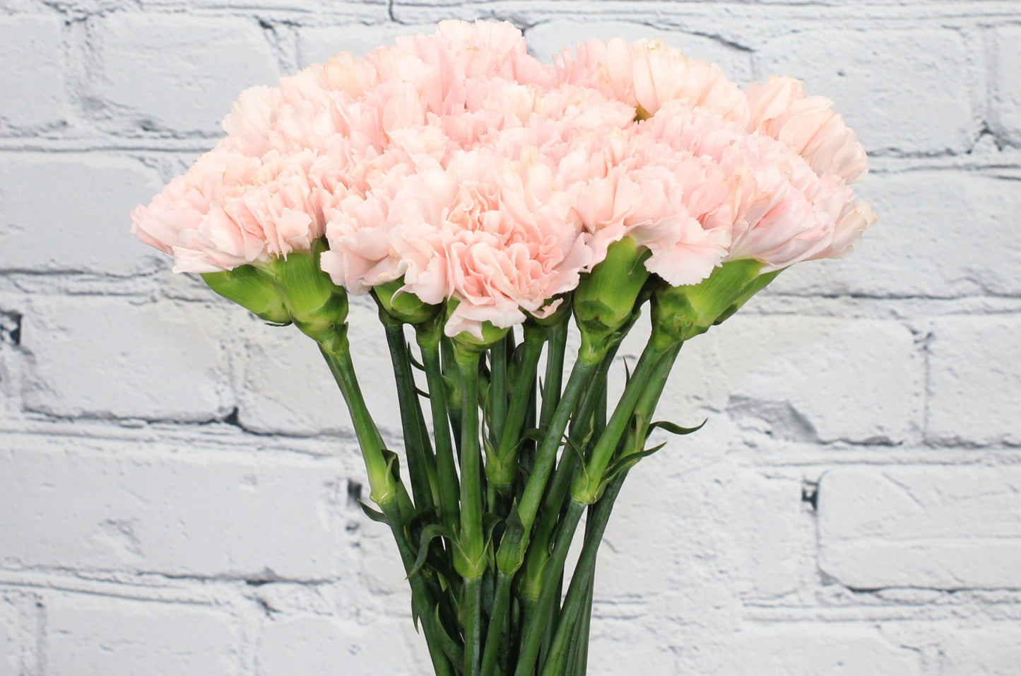 Fresh & Natural Carnations - Light Pink