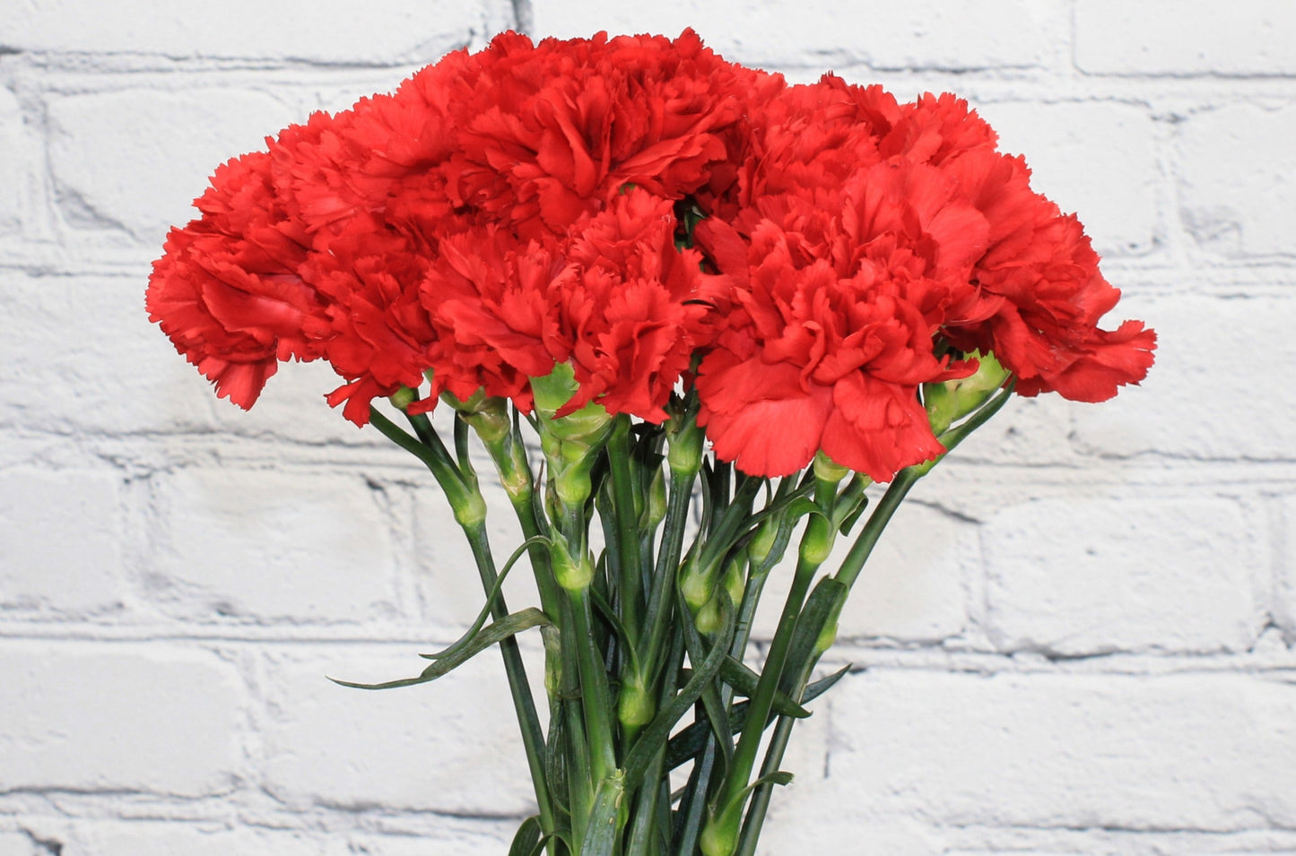 Fresh & Natural Carnations - Red