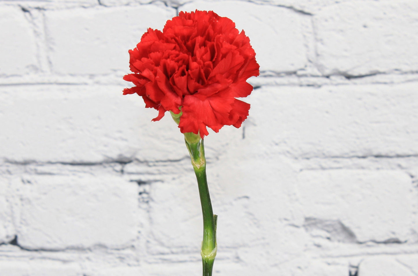 Fresh & Natural Carnations - Red