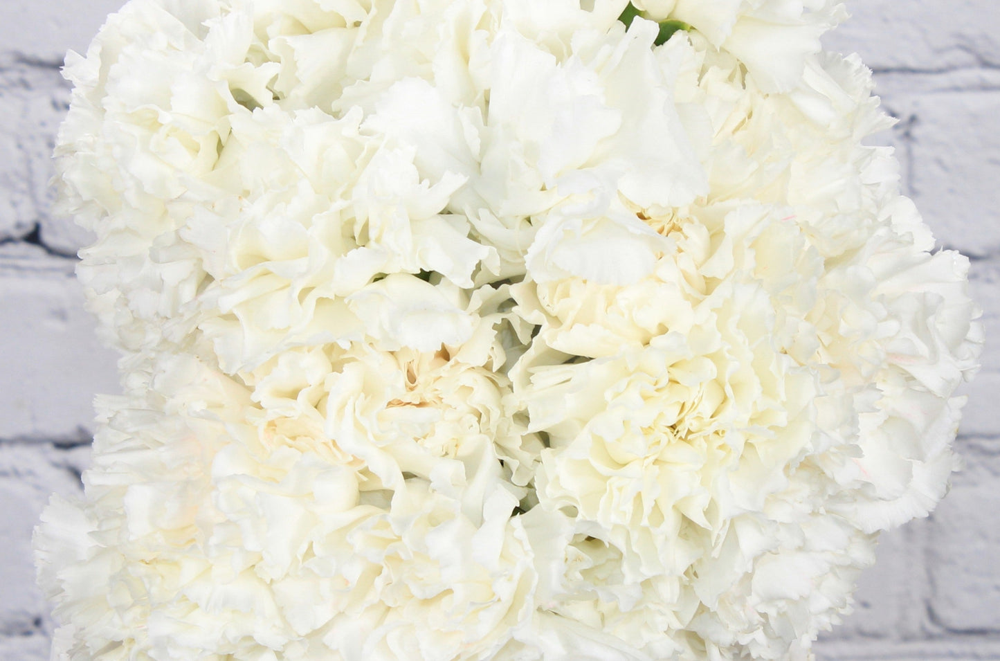 Fresh & Natural Carnations - White