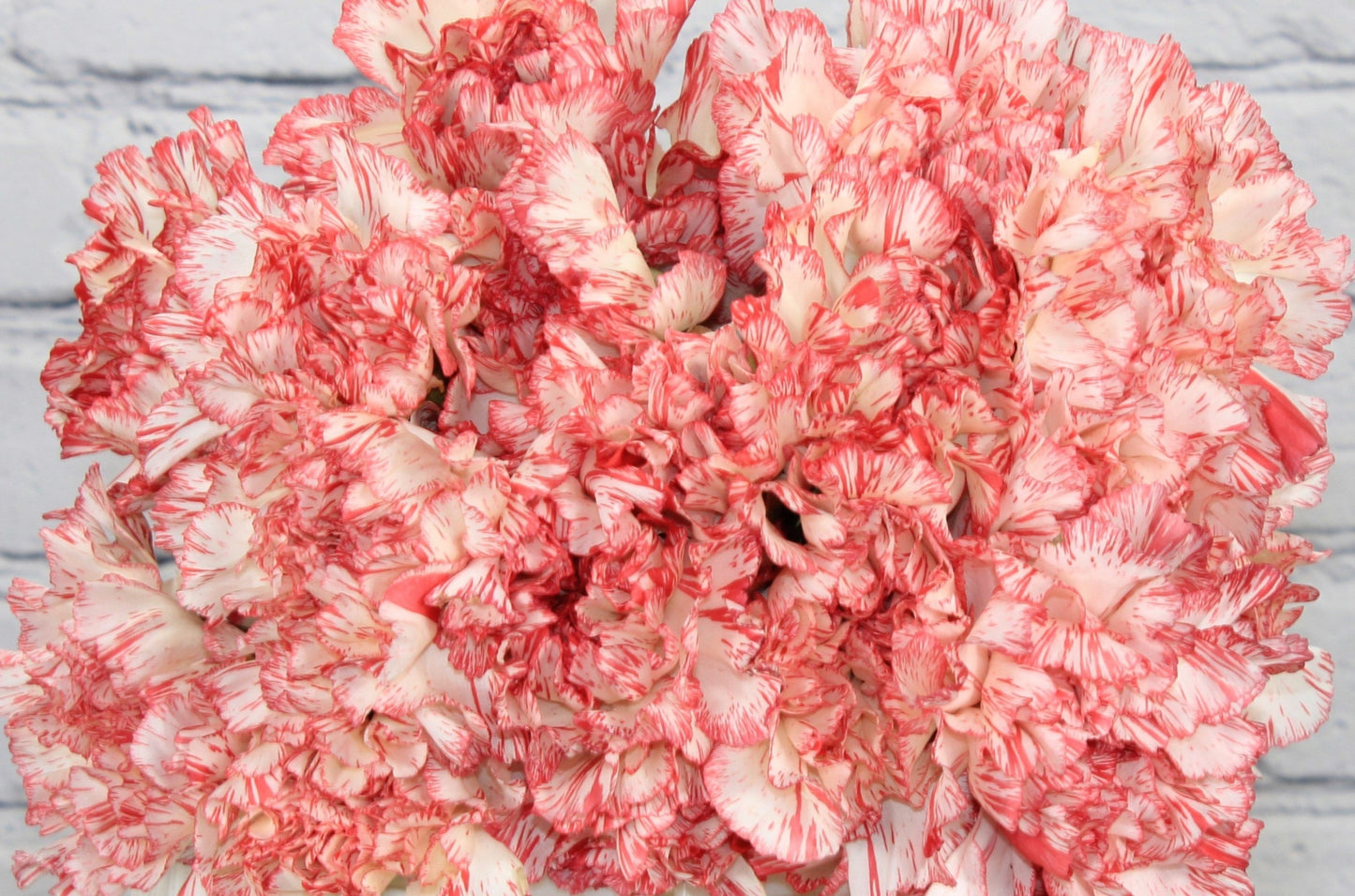 Fresco & Natural Clavel - Bicolor Blanco Rojo