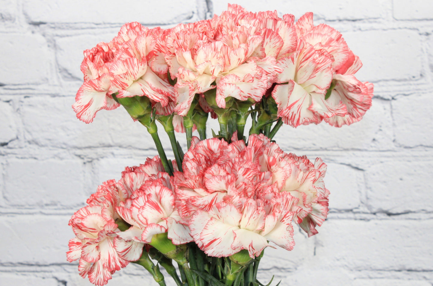 Fresco & Natural Clavel - Bicolor Blanco Rojo