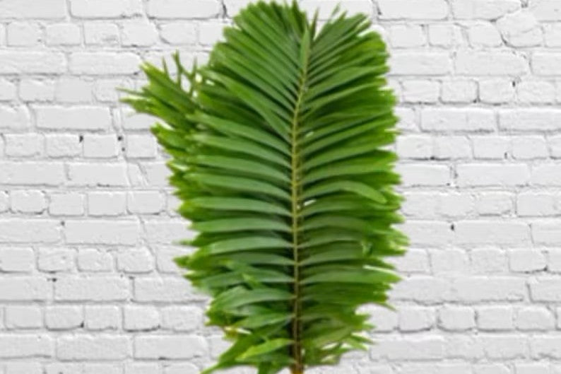 Fresh & Natural Coontie Fern