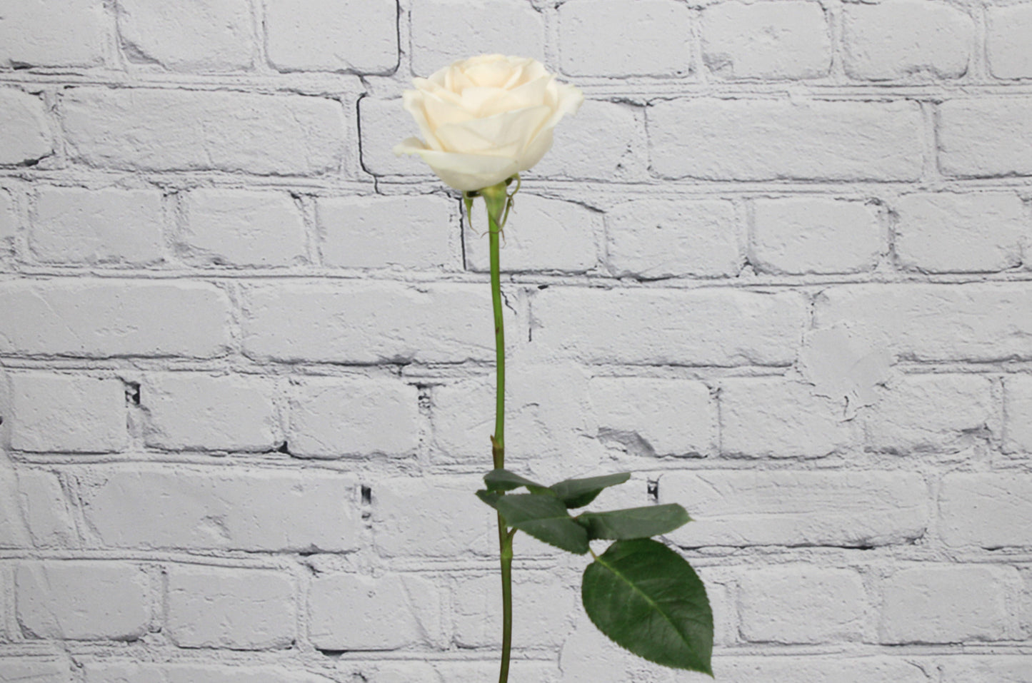 Fresh & Natural Rose - Vendela Ivory